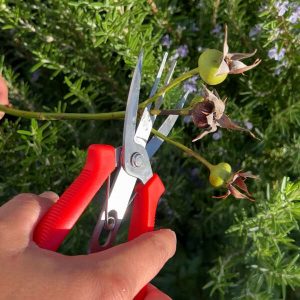 Florano - Innovative plant shears.