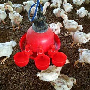 PoulCups - Set for automatic water provision for poultry.